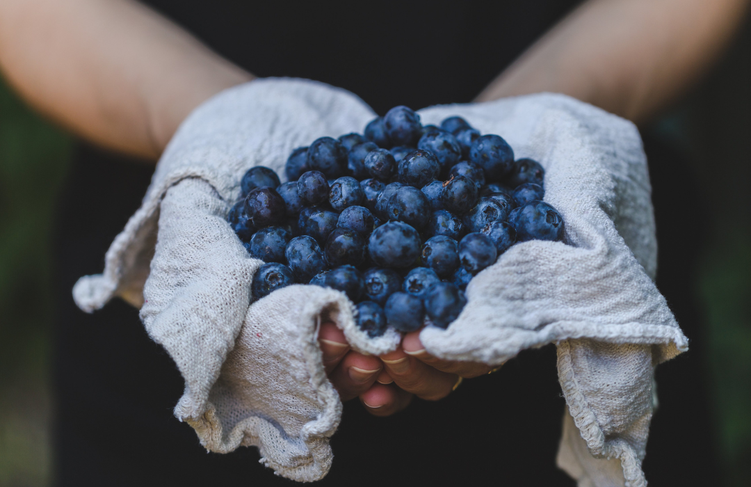 What did Native Americans use blueberries for?